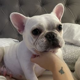 Aspen - French Bulldog