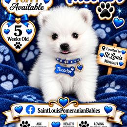 Theodor - White male Pomeranian puppy in St. Louis, Missouri from Saint Louis Pomeranian babies