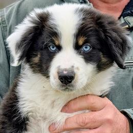 Skip - Black tri-color male Australian Shepherd puppy in Falcon, Missouri from Edge Farm LLC