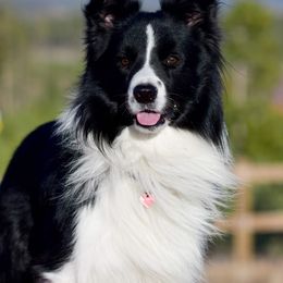 Border Collie All Grown Up from Embrace Border Collies