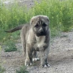 Boy 4 - Brindle male Armenian Gampr puppy in Neenach, California from The Mustangs Ranch