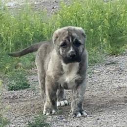 Boy 4 - Brindle male Armenian Gampr puppy in Neenach, California from The Mustangs Ranch
