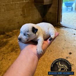 Boy 1 - Blue speckled male Australian Cattle Dog puppy in Hurley, Virginia from BoardCamp Kennels-AKC Australian Cattle Dogs