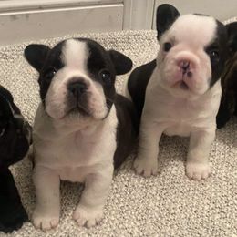 French Bulldog Puppies from Hilltop French Bulldogs