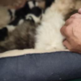 Shih Tzu Puppies from Bella's Babies