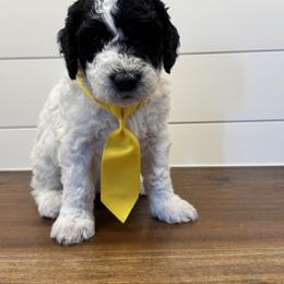 Mr. Yellow - Parti male Labradoodle puppy in Liberty Hill, Texas from Martin Family Doodle