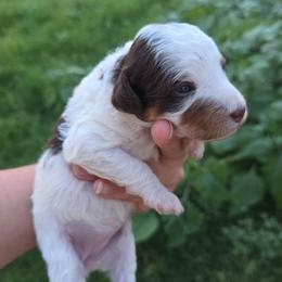 Parti girl - Brown and white female Bernedoodle puppy in Graham, Texas from 2 Rose Ranch Doodles