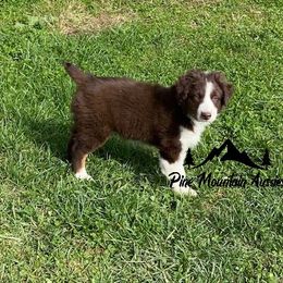 Australian Shepherd Puppies from Pine Mountain Aussies