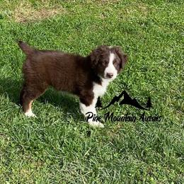 Australian Shepherd Puppies from Pine Mountain Aussies