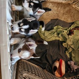 Siberian Husky Puppies from Huffman's Husky House