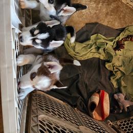 Siberian Husky Puppies from Huffman's Husky House