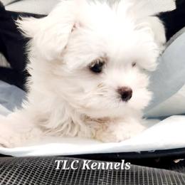 Maltese and Yorkshire Terrier Puppies from TLC Kennels TenderLittleCuties