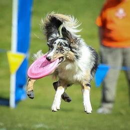 Brouhaha - Australian Shepherd