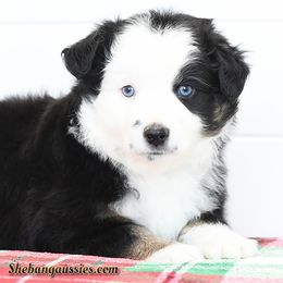 Zeus - Toy Australian Shepherd puppy from Shebang Aussies