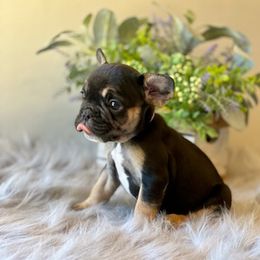 French Bulldog Puppies from Shining K Ranch