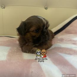 Abby - Gold and white female Shih Tzu puppy in Walkertown, North Carolina from Lil’ Bit’s Shih Tzu