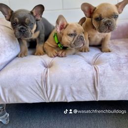 French Bulldog Puppies from Wasatch French Bulldogs