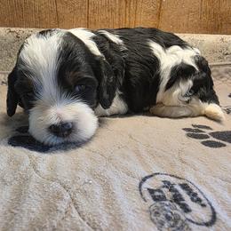 John B - Black white and tan male Cockapoo puppy in Cabool, Missouri from Onyx Cave Kennel