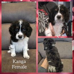 Kanga - Black white and tan female Cockapoo puppy in Zanesville, Ohio from Oodles of Doodles & Poos