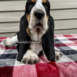 Basset Hound Puppies from BeautyBea's Flathead Lake Bassets