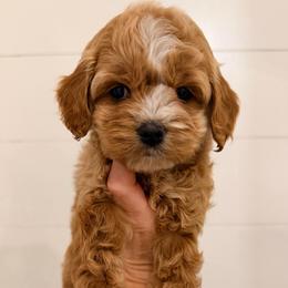 Harper - Cream female Cockapoo puppy in Preston, Idaho from Rocking JH Pup Co