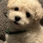 Bolognese Puppies from Mesilla Valley Bolognese