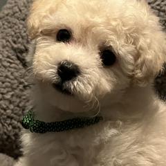 Bolognese Puppies from Mesilla Valley Bolognese