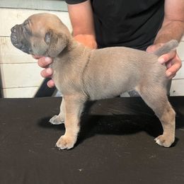 Boy 7 - male Cane Corso puppy in Beaver Crossing, Nebraska from Blue River Cane Corso