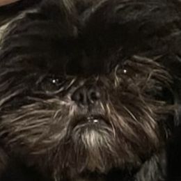 Shihpoos from Mystic Moon Shih-Poos