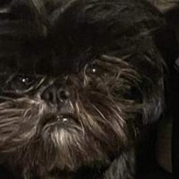 Shihpoos from Mystic Moon Shih-Poos