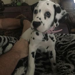 Dalmatian Puppies from River Bend Barkery