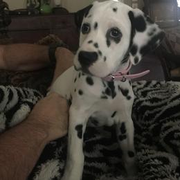 Dalmatian Puppies from River Bend Barkery