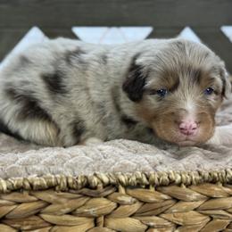 Girl 5: Azalea - Red merle female Australian Shepherd puppy in Volant, Pennsylvania from Addie's Aussies