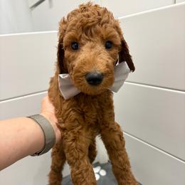 Black collar - Red  male Poodle puppy in San Benito, Texas from Irene's Poodles