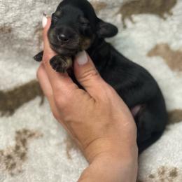 Bruce - Brindle male Dachshund puppy in Oklahoma City, Oklahoma from Barrett’s Doxie Farm