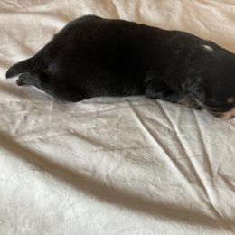 Miniature Australian Shepherd Puppies from Southern Maine Aussies
