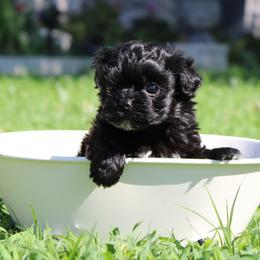 Russian Tsvetnaya Bolonka Puppies from Pink Lotus Kennels