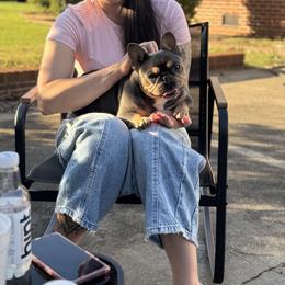 Girl 2 - Blue female French Bulldog puppy in Roanoke Rapids, North Carolina from Ferrell’s Frenchies
