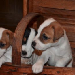 Jack Russell Terriers from Winslow Farms Jack Russell Terriers