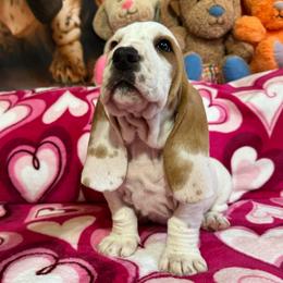 Biscuit - Red and white male Basset Hound puppy in Pilot Mtn, North Carolina from Lowdown Love Basset Hounds