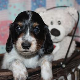 Boy 1 - Black and tan male Dachshund puppy in Craig, Colorado from Rocky Mountain Shih Tzus and Dry Creek Miniature Dachshunds