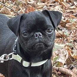 Millie - Pug