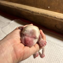 Pumpkin Pie - Buff female Cocker Spaniel puppy in Warrensburg, Missouri from Hirt House Saints