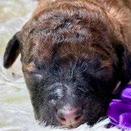 Butterfingers - Sable female Poodle puppy in Lakeland, Florida from Gulfside Poodles