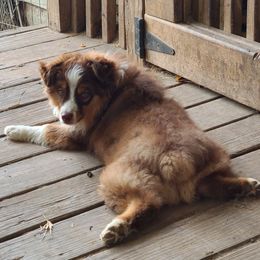 FLYER - Miniature Australian Shepherd