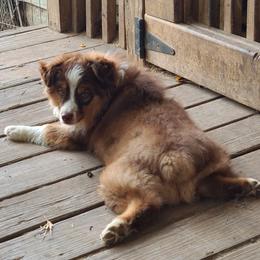 FLYER - Miniature Australian Shepherd