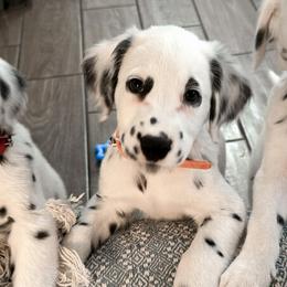 Shaken Espresso - LUA long coat - White and black male Dalmatian puppy in Davenport, Florida from Sunny Jewels Dalmatians