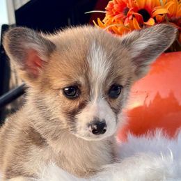 Tan Boy - Red Pembroke Welsh Corgi puppy in Bay Area, California from MJ's Corgis
