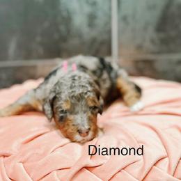 Diamond - Blue merle female Bernedoodle puppy in Pasco, Washington from Camp Doodle Woods