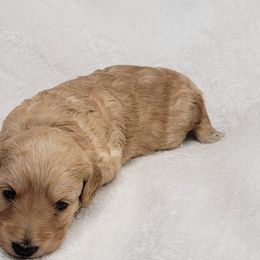 Goldendoodle Puppies from Lake Village Doodles